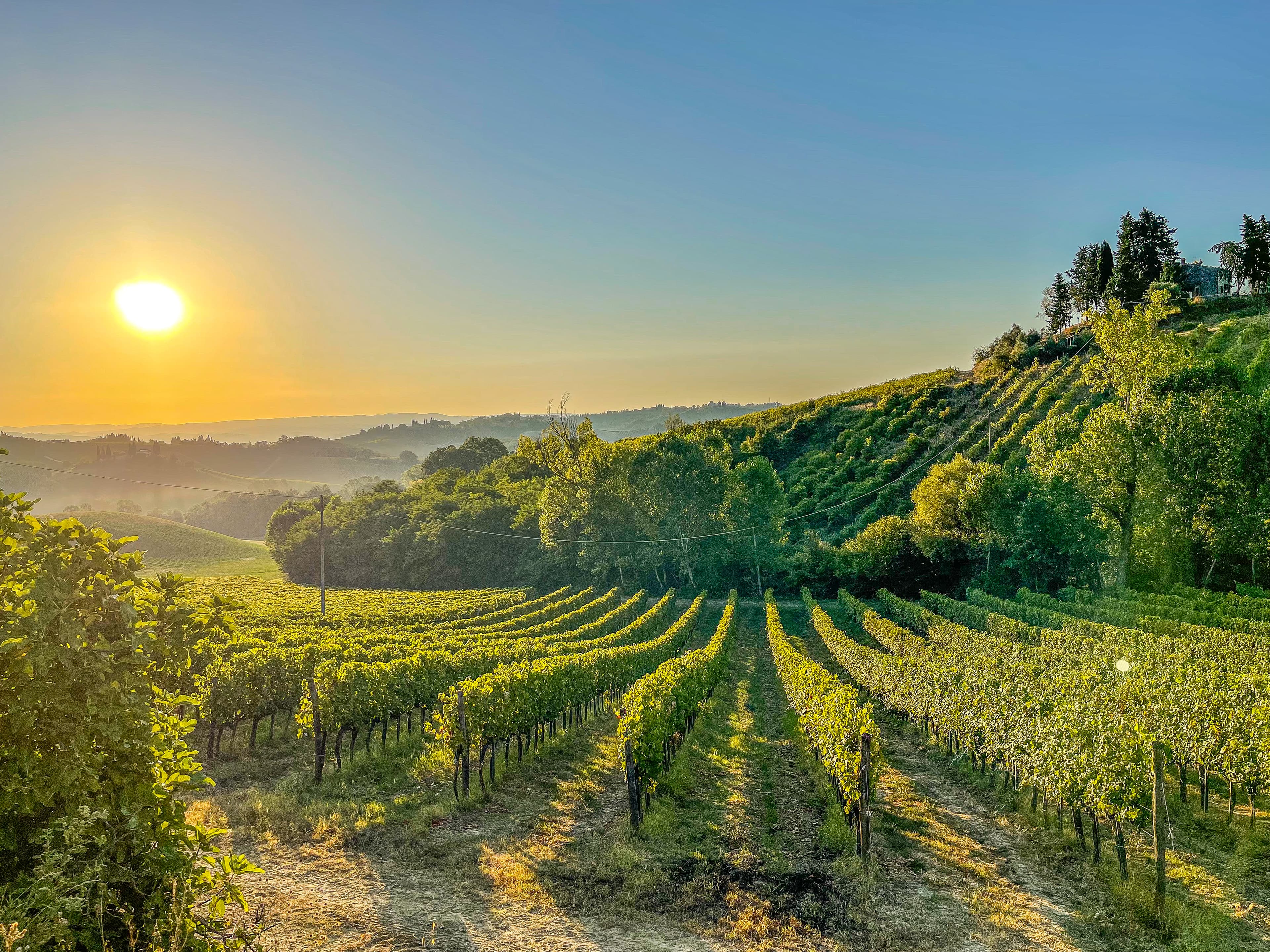 Tuscan vineyard rows at golden morning light